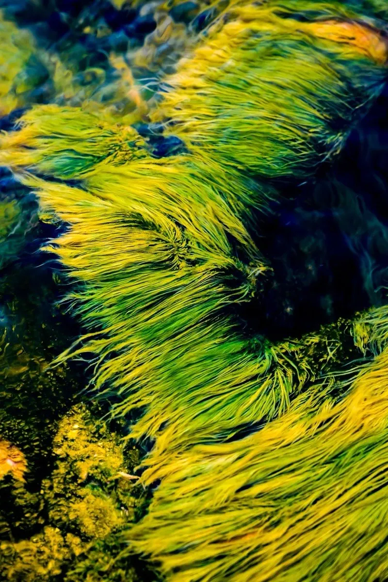 Green and yellow algae streaming in hot water from a geyser, Yellowstone National Park, Wyoming